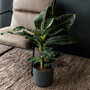Bananenplant sfeer